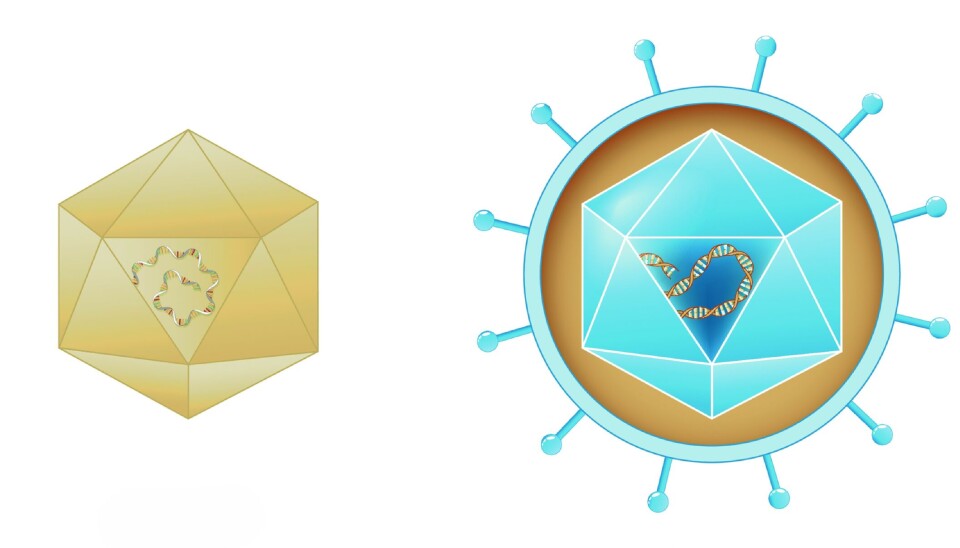 Some viruses are naked (on the left), meaning their genetic material is only protected by a protein shell. Many viruses are also surrounded by a membrane containing lipids (on the right). Til venstre: En mangekantet form med spiralformet arvestoff inni. En lignende form omkranset av en membran med flere utsitkkende reseptorer.