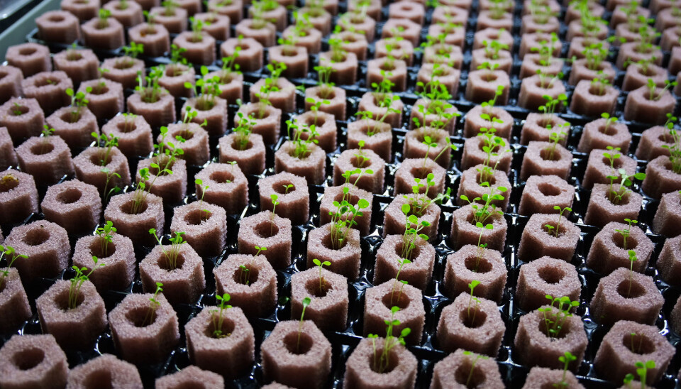 The seeds are placed in small cellulose plugs.
