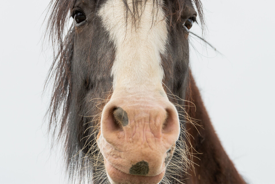 The muzzle is the area around the mouth and nose of horses and cattle. “The muzzle was often boiled together with the head. The meat was placed in moulds along with broth and served in slices,” said Høberg.