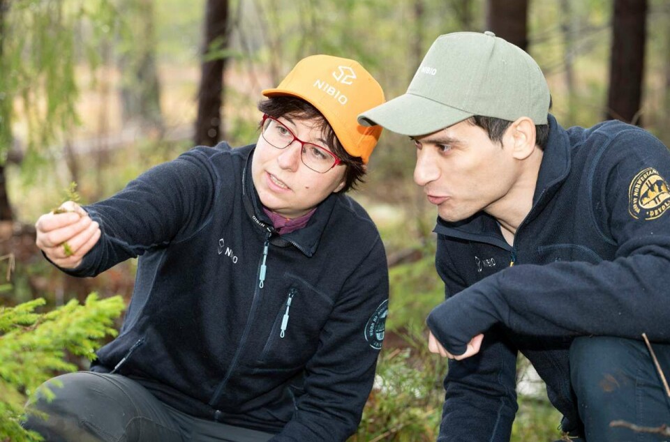 Irene Marongiu explains that soil consists of weathered minerals – rocks that have been broken down – as well as decomposed organic material, remains of dead microbes, fungi, plants, and animals. Here, conducting fieldwork with Ghassan Kaisson.