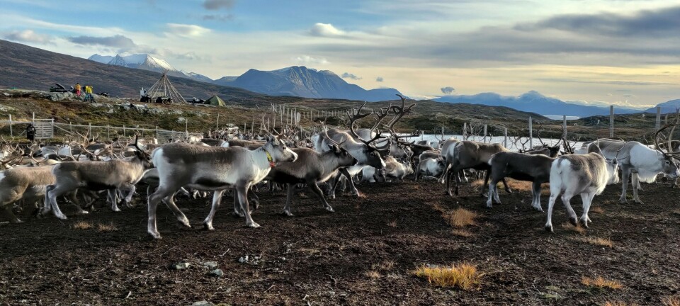 Climate change and land use threaten Sámi reindeer husbandry