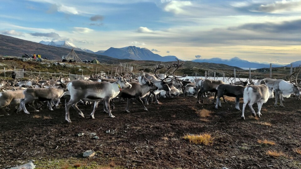 The reindeer herders follow their animals' seasonal movements from winter pastures to calving areas, summer pastures, and back to winter grounds.