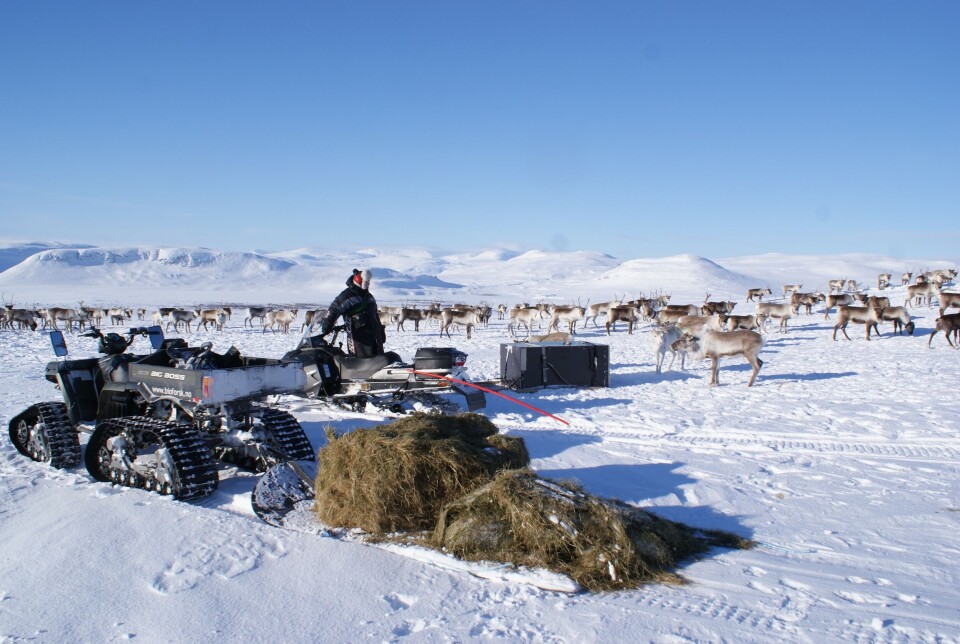 Climate change may lead to more winter feeding of reindeer. This makes the animals tamer, which can help herders but also create problems.