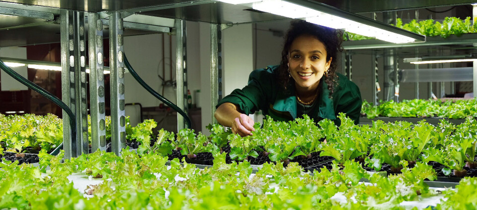 Gardener Jasmin Idriss is happy to be able to cultivate all year round.