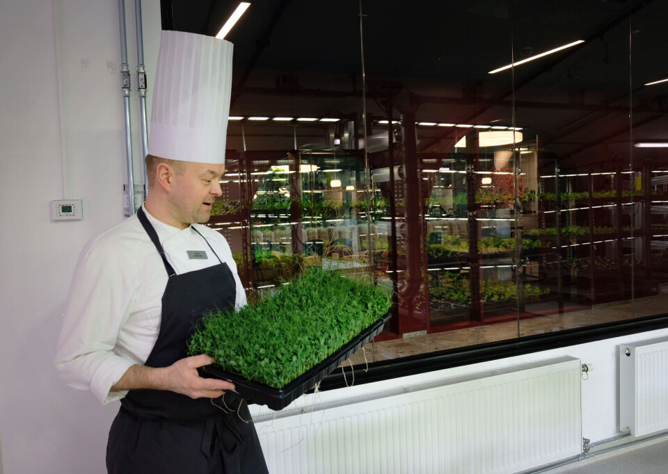 Chef Marius Haug stops by. He wants to know if the gardener can grow rocket.