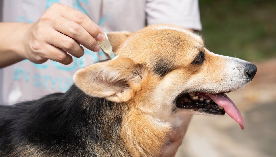Not all dogs may need tick treatment, says Marit Jørgensen Bakke.