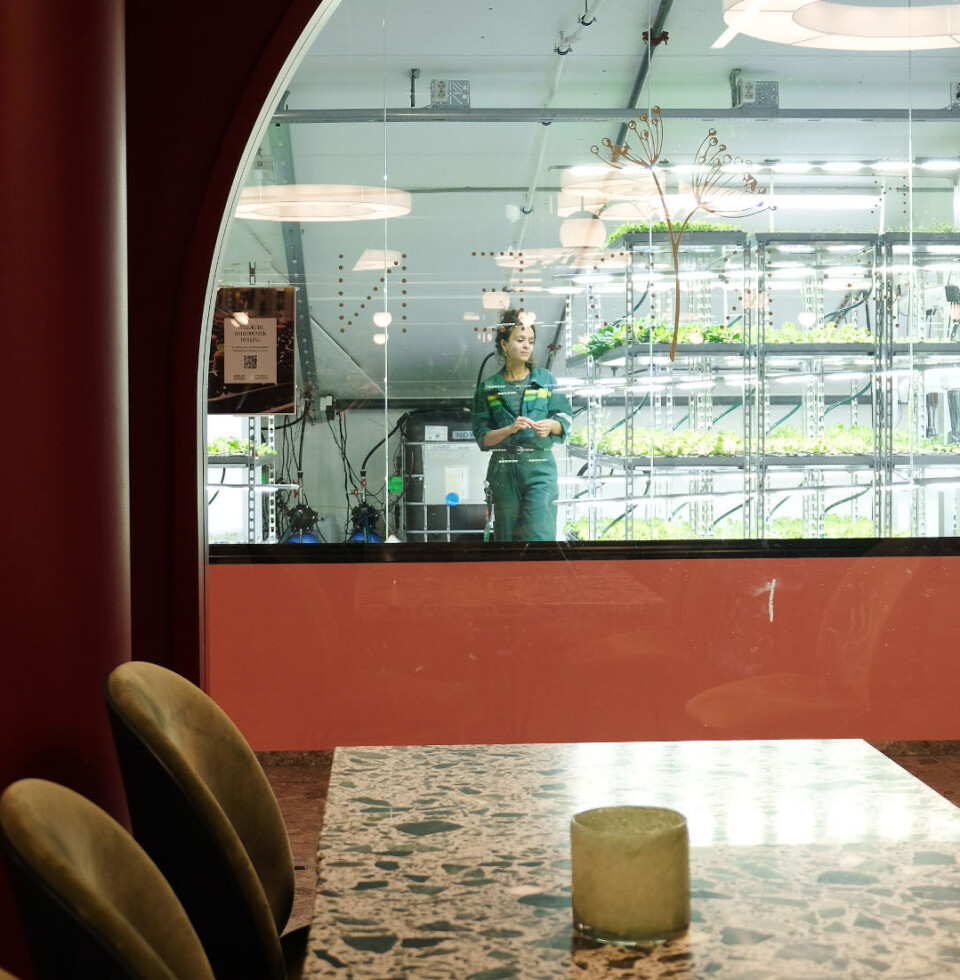The lettuce and herbs from Jasmin Idriss are served in the nearby restaurant.