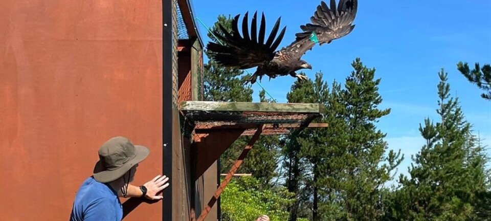 Norwegian white-tailed sea eagles are helping to rebuild a lost population in Ireland