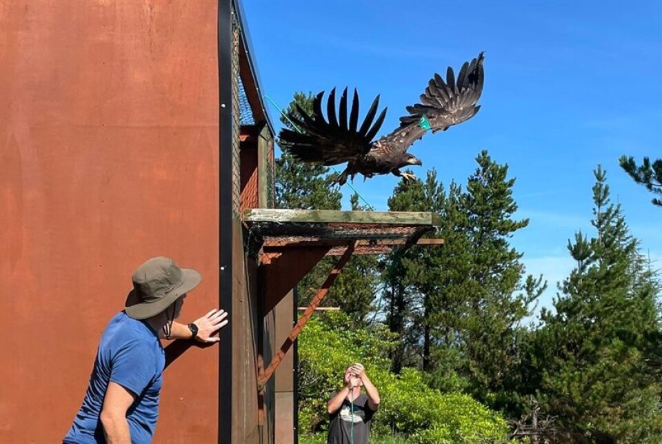 White-tailed sea eagles are being released into the wild in Killarney National Park. Havørner slippes ut i det fri i Killarney nasjonalpark.