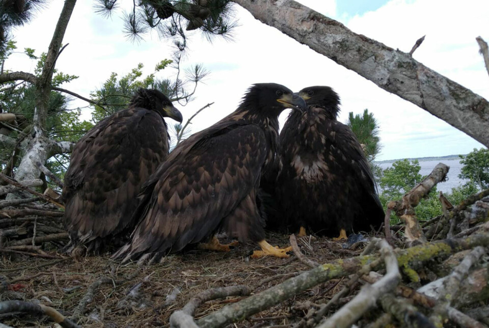 Triplets are a rarity among sea eagles, but somewhat more common in Ireland, as seen in this nest.