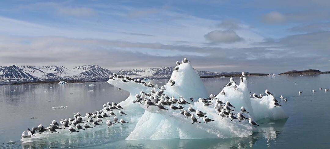 High mercury levels found in birds on Svalbard