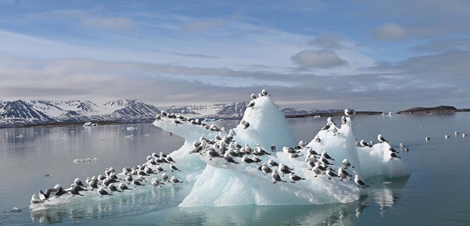 Black-legged kittiwakes are the most numerous gull in the world. But the species is classified as Critically Endangered on the mainland, and Near Threatened on Svalbard.