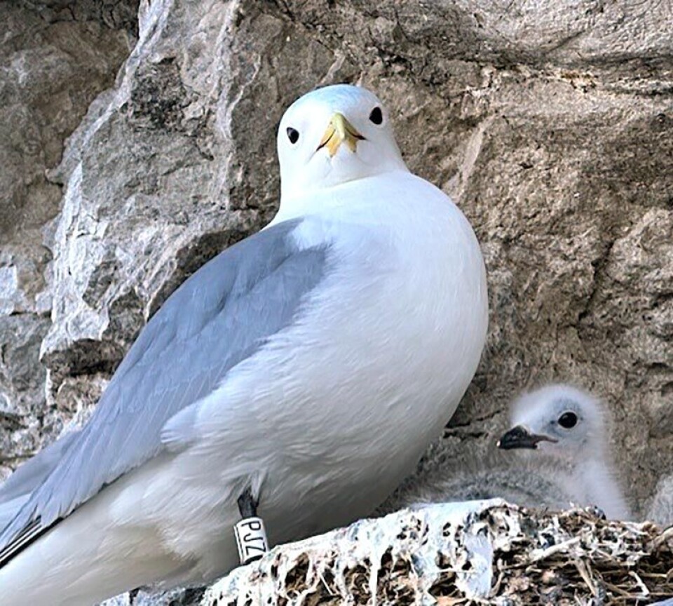 Black-legged kittiwakes differ from other seabirds in that they don’t dive, but obtain nourishment from the surface.
