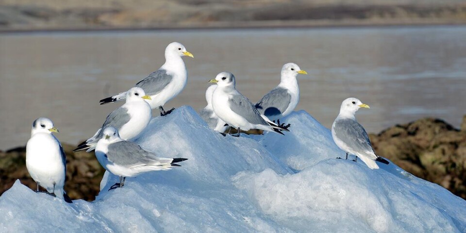 Black-legged kittiwakes differ from other seabirds in that they do not dive, but obtain food from the surface.