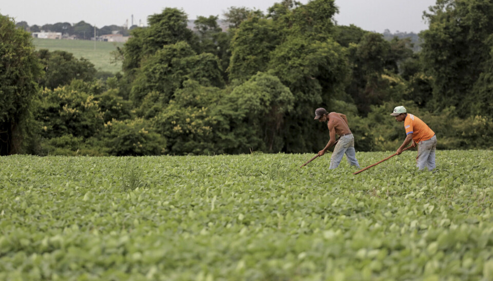 Soy is shipped from Brazil and used for cows and lattes in Norway. 'We could just use our beer residues,' says researcher Michael S. Mark.