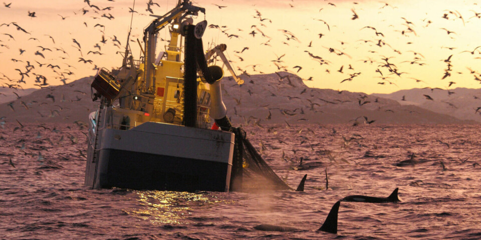 Seagulls and whales wait for a free dinner outside Skjærvøy in Nordland county.