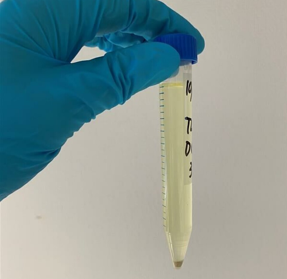 From fish viscera to gold: These droplets contain valuable peptides and omega-3, to name a few of their health nutrients.