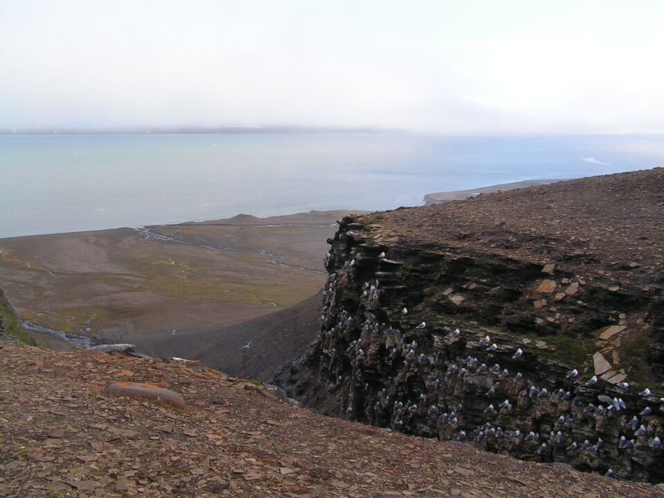The eastern and coldest parts of the Svalbard archipelago, such as Edge Island, are showing the greatest increase in tundra greenness.