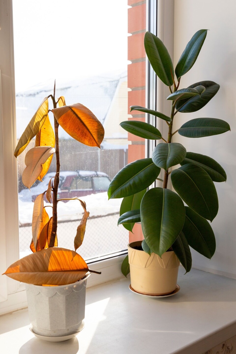 Even though plants can withstand stress, it's probably wise to water them regularly. To planter av samme art. Den ene er vissen og den andre grønn og fin.