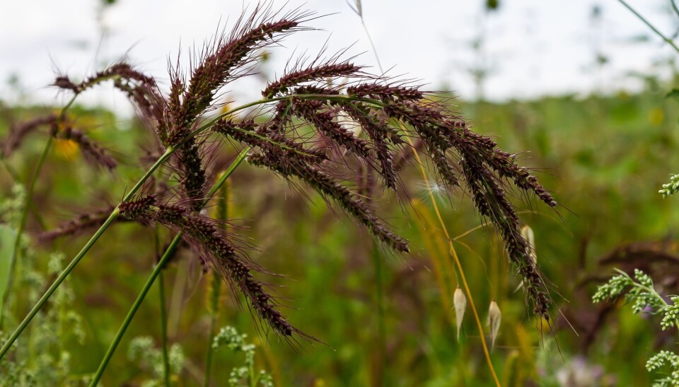 Cockspur grass is a weed that tolerates heat very well. Hønsehirse i en åker.