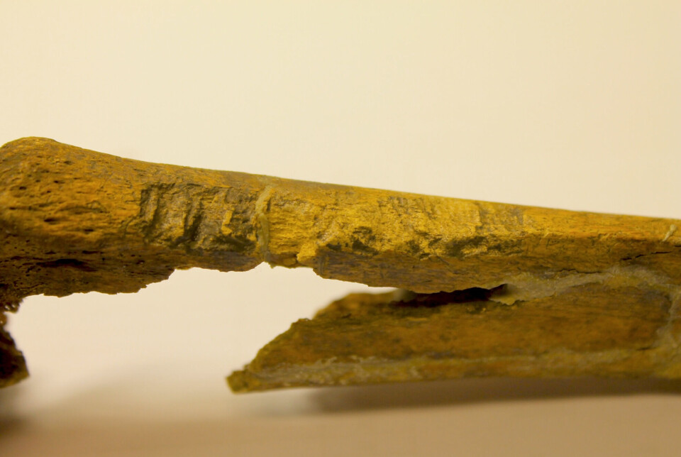 Here’s an example of a shinbone where Lisa Strand found clear signs of sharp-force injuries. These wounds were likely caused by a sharp-edged weapon – like a knife or sword – and possibly also by something that could pierce deeply, such as a spear.