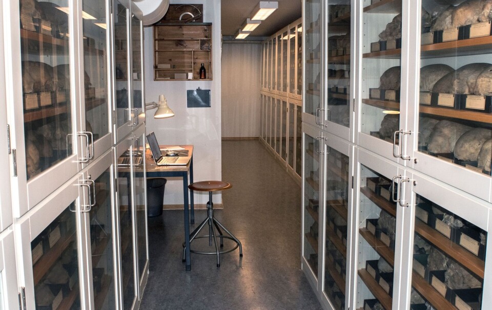 Lisa Strand examined Late Iron Age and Viking Age bones from Norway at the Biological Anthropology Collection at the University of Oslo, commonly called the Schreiner Collection. It was named after the collection’s first curator, Professor Kristian Emil Schreiner. It holds about 8,500 skeletons that date from the Stone Age up to the 19th century.