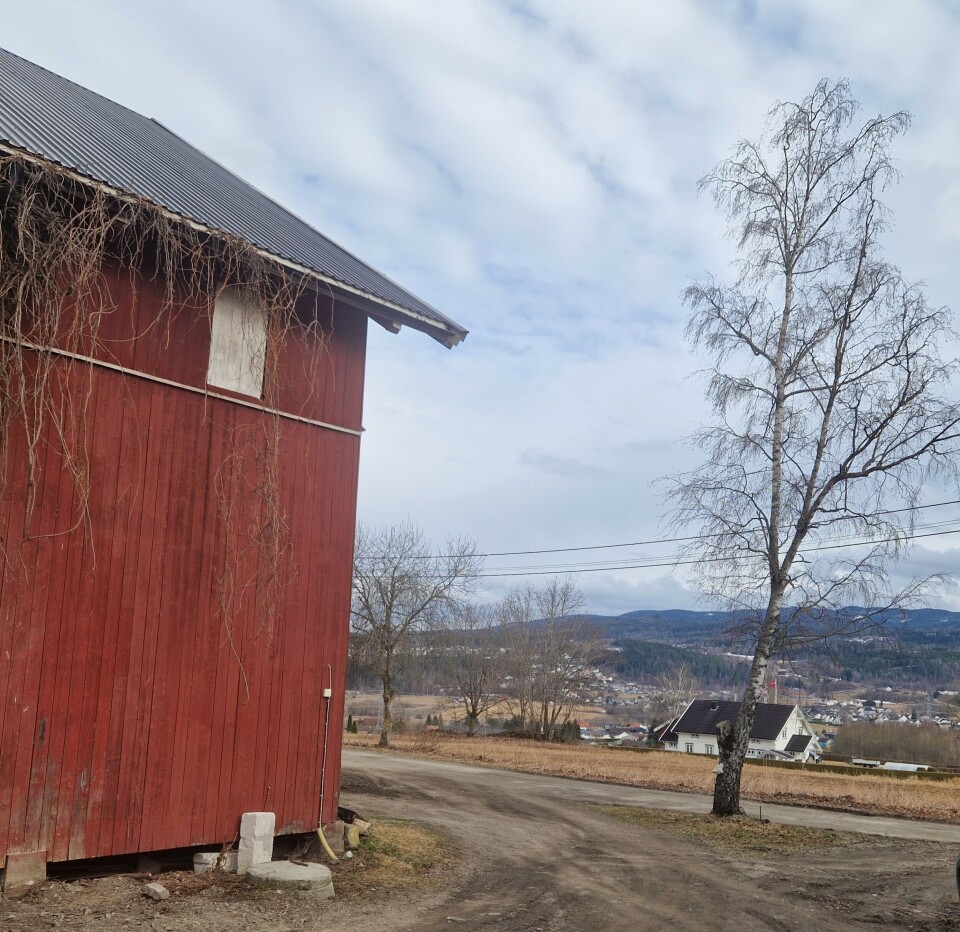 The birch was planted on the empty grave in 1956, the family believes.