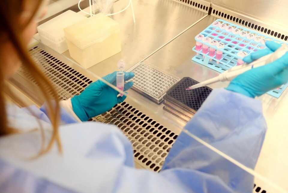 The researchers compare many different options to see how well the cells grow on them – here Kari Hjelen prepares an experiment.