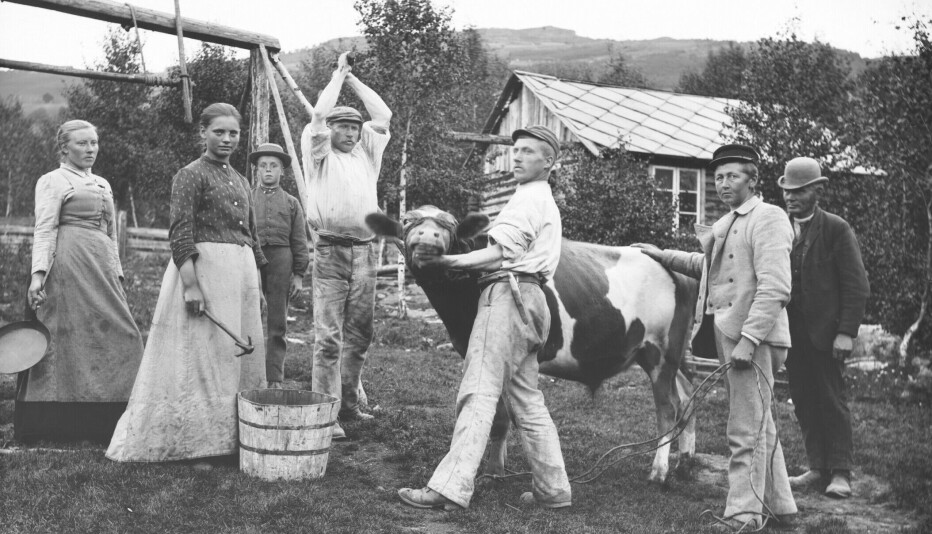 Could blood find its way back onto the dinner table?