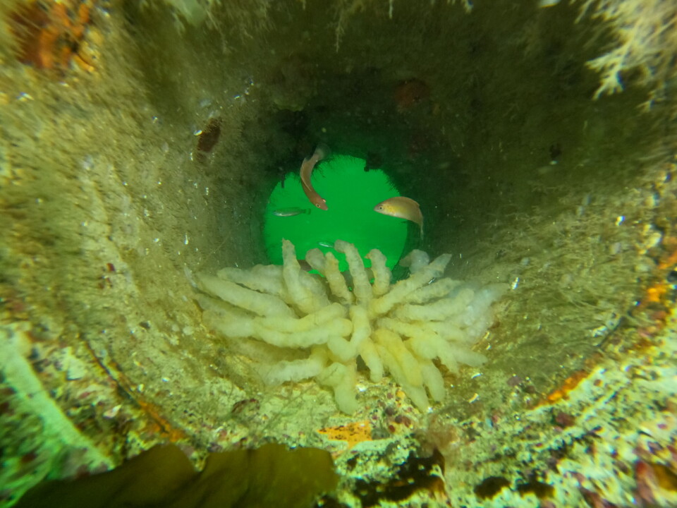 Restoring marine life in shallow waters, whether on sandy or rocky bottoms, is now easier thanks to well-established and standardised methods.