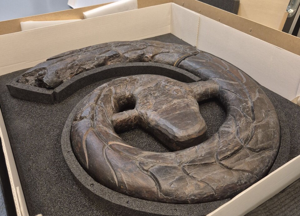 Here you see the serpent's head that was on the bow of the Oseberg ship.