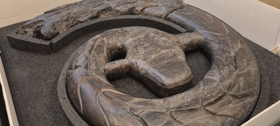 The serpent from the Oseberg Viking ship has been hidden in storage for nearly 100 years