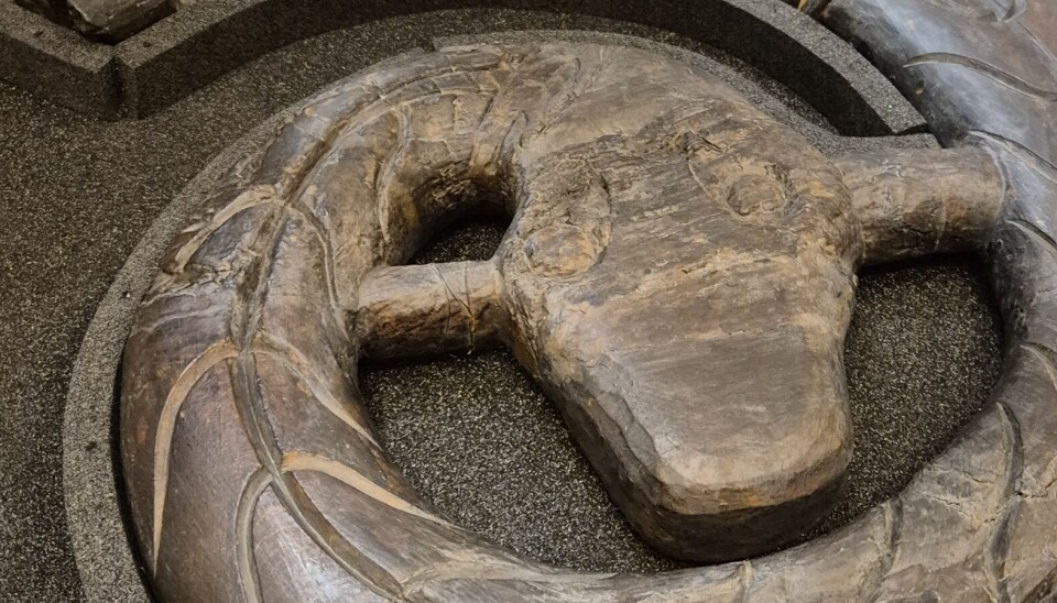 Details of the head itself.
