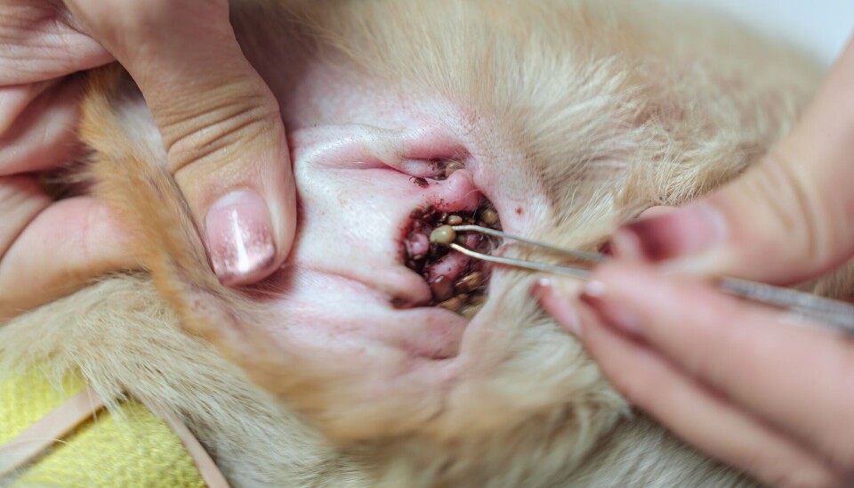 Ticks easily attach to dogs and cats. Here, a dog owner uses tweezers to remove a tick from the dog's ear.