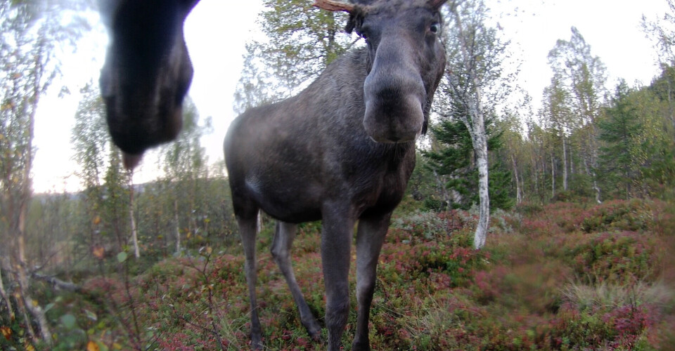 A cow moose met this young bull in Selbu, Trøndelag county. Nesen til en elg og en ung elgokse som vender seg mot den andre.