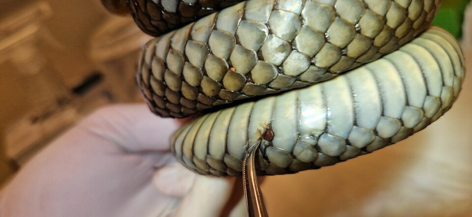 Using a scalpel and cotton swabs, researchers take tissue samples from snakes to look for traces of the deadly fungus.