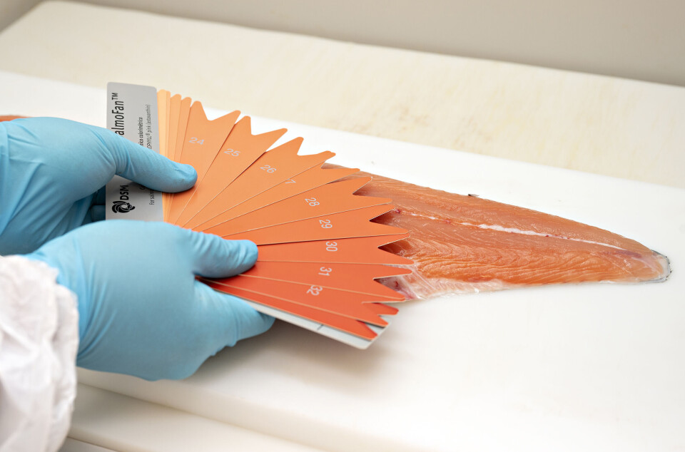 The SalmoFan colour fan was one of the tools used for colour assessment in this research. Fargeviften SalmoFan foran filet av laks.