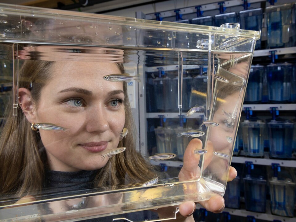 In a long term experiment designed to mimic evolution over seven generations, researchers specially selected a group of zebrafish to tolerate warmer water temperatures. Researcher Anna Andreassen is shown holding some of the participants from the experiment.