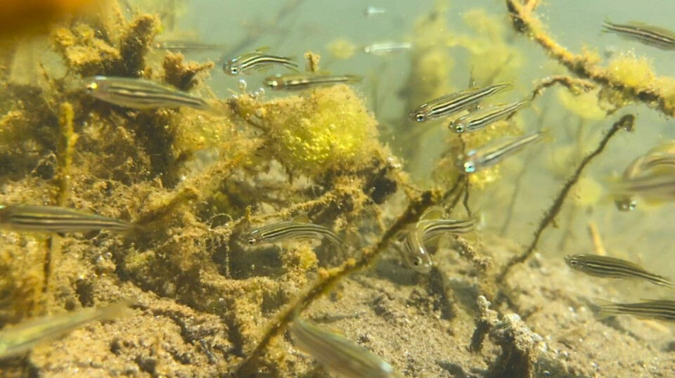 Researchers travelled to India in 2016 to collect wild zebrafish.