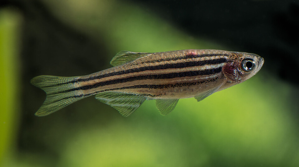Zebrafish that were part of the laboratory experiment were labelled with special tags that enabled the researchers to tell which fish were which.