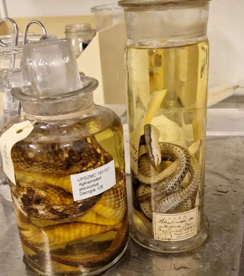 By studying snake collections in museums, researchers can find out which areas and snake species may be especially vulnerable to the fungus. Snakes in alcohol.