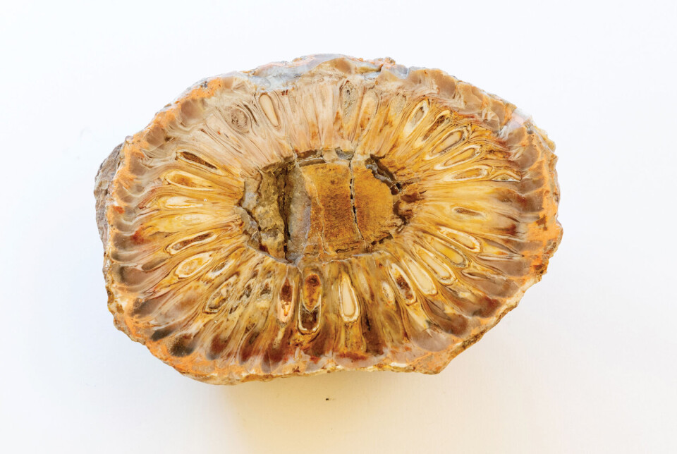 The seeds in this fossilised female cone of the species Araucaria mirabilis, part of the monkey puzzle tree family, represent the next generation.