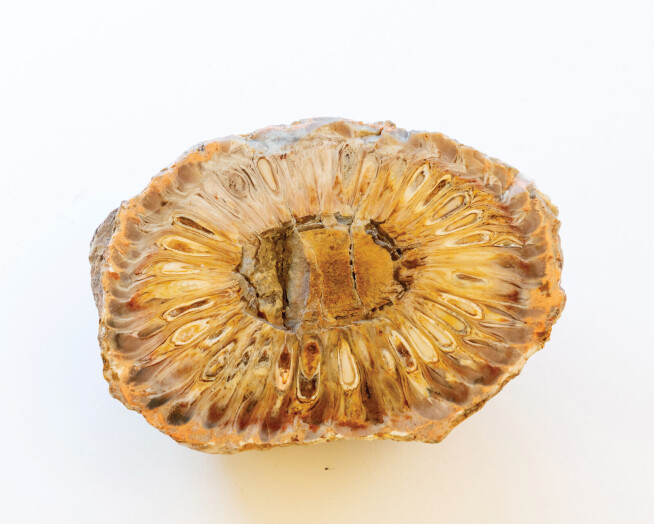 Ancient plant fossils reveal seeds and pollen from the age of dinosaurs