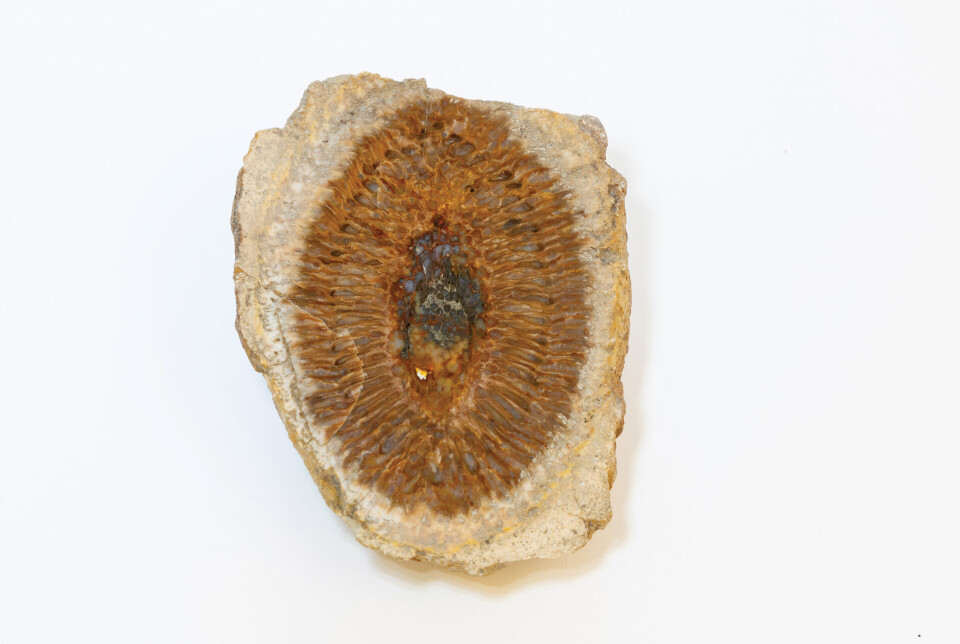 This male cone is from the species Araucaria mirabilis in the monkey puzzle tree family. It is the pollen-producing reproductive organ.