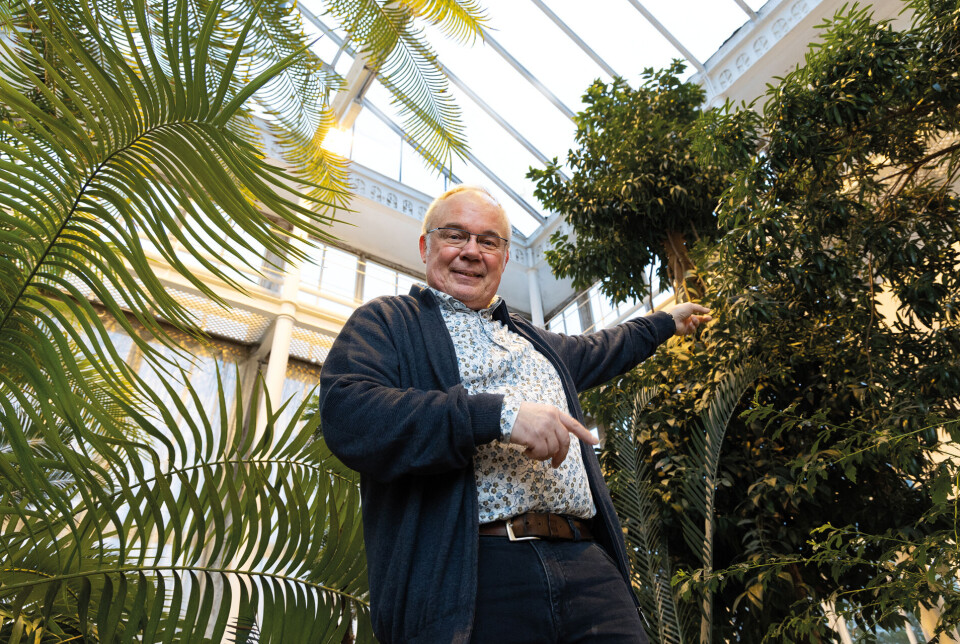 Wolfram Kürschner at the Palm House at the University's Botanical Garden. Well hidden on the right side is Agathia robusta, a living relative of Araucaria mirabilis and the two beautiful plant fossils.