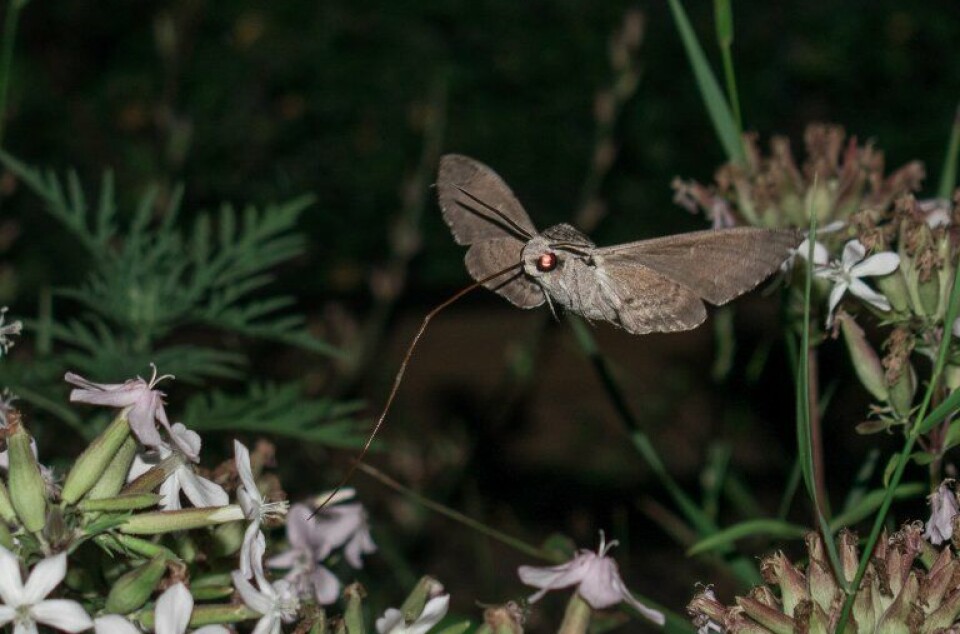 Many nocturnal moths are important pollinators.