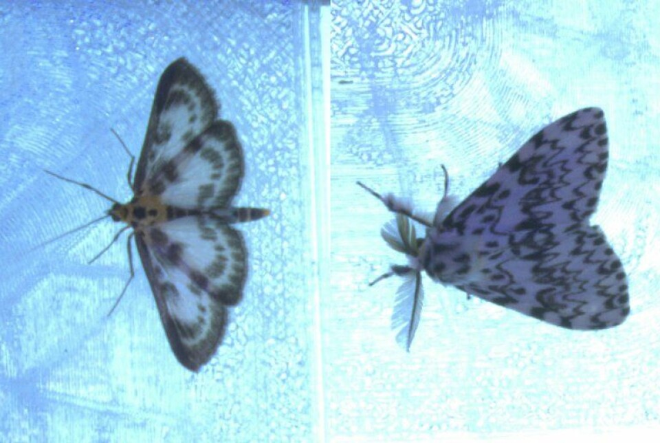 Small magpie moth (Anania hortulata) and black arches (Lymanthia monacha).