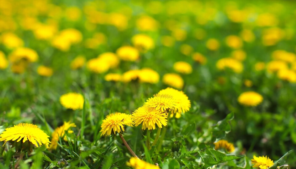 Weeds or insect food? Let the neighbourhood insects have access to some dandelions, urges an ecologist.