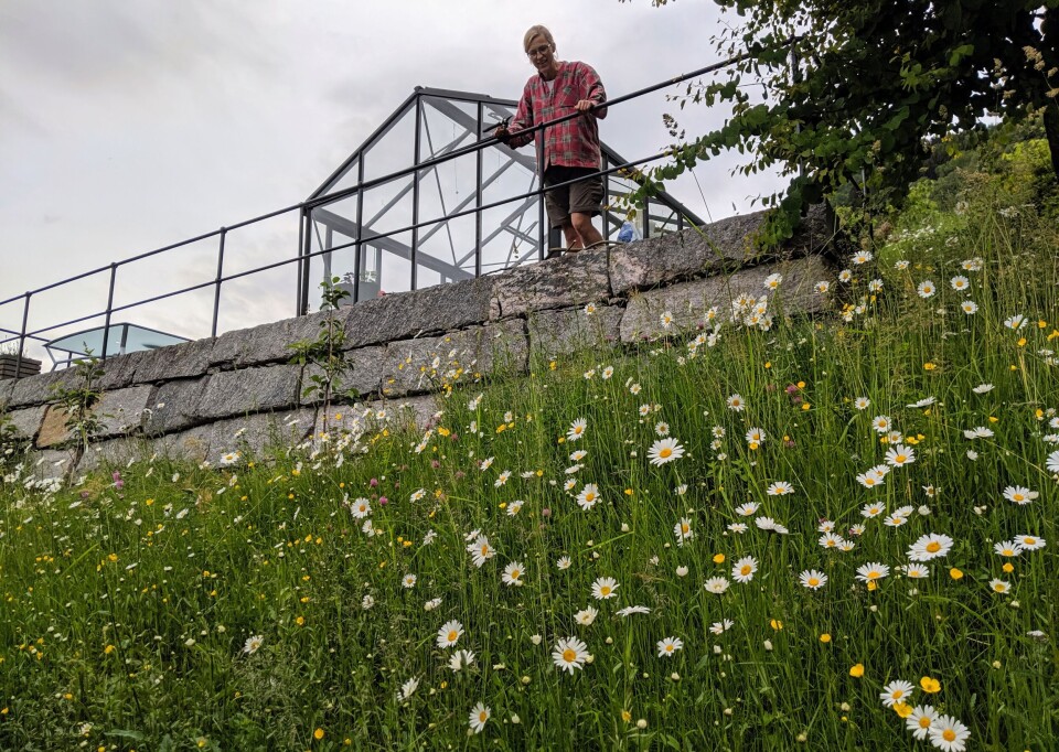 In Inger Auestad's garden, parts of the lawn are allowed to grow wild, while other parts are mowed. She also pulls a few dandelions.