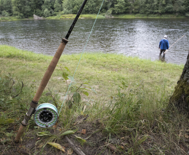 Report on salmon fishing in Norway: 'It has never been worse'